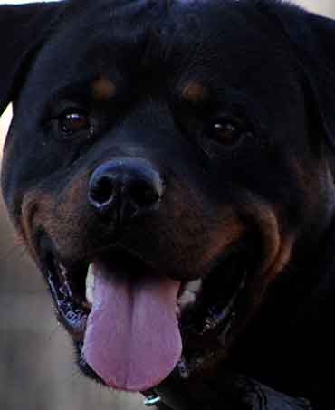 Axel Vom Hause Neska