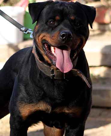 Axel Vom Hause Neska