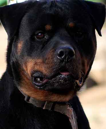 Axel Vom Hause Neska