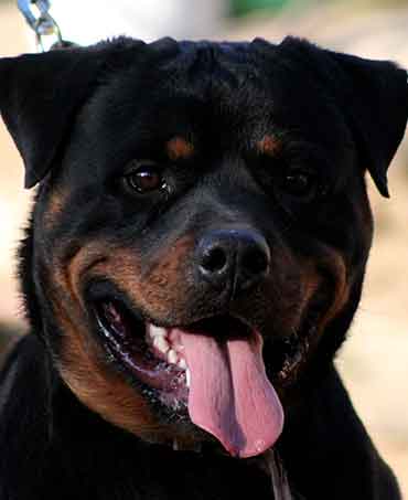 Axel Vom Hause Neska