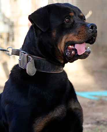 Axel Vom Hause Neska