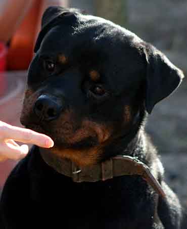 Axel Vom Hause Neska