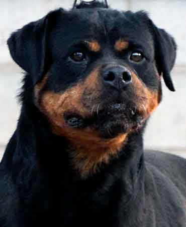 Valeska vom Kressbach