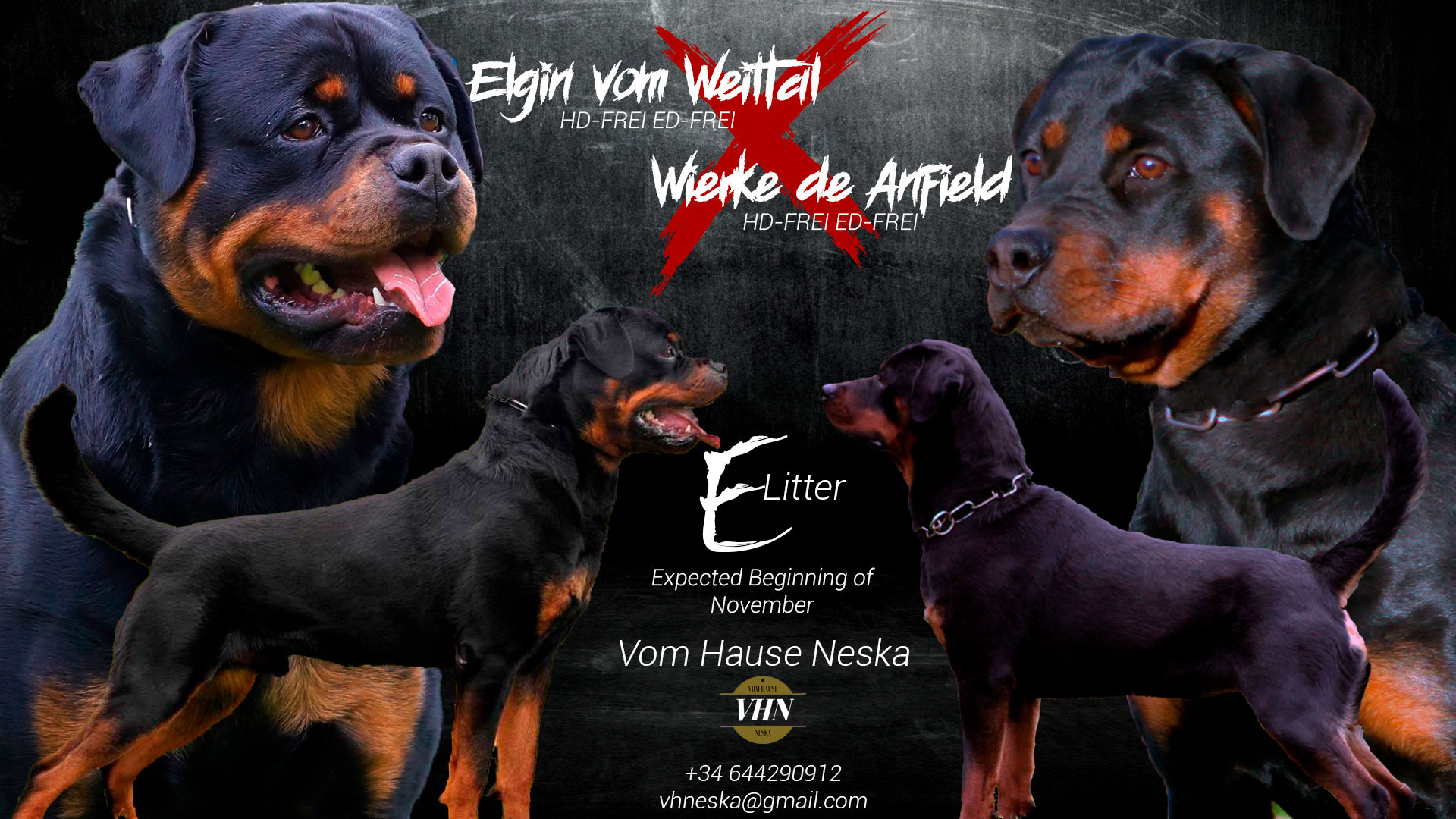 Foto Presentación Camada E Vom Hause Neska