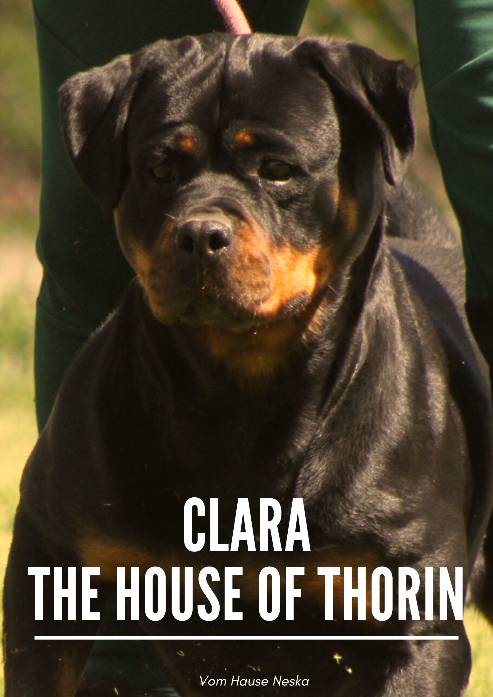 Foto de portada Clara the house of Thorin