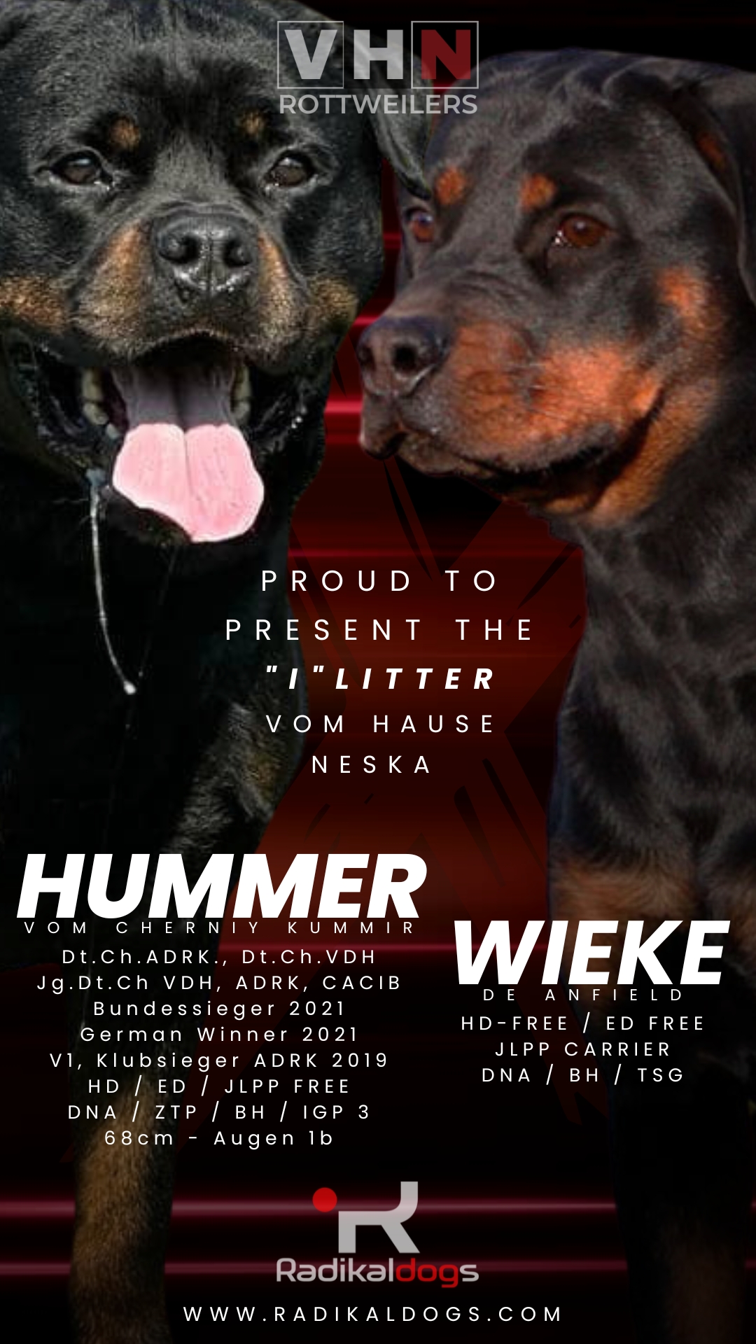 Cachorros de Rottweiler con pigmentación oscura y excelente vitalidad, Camada I vom Hause Neska, julio 2025.