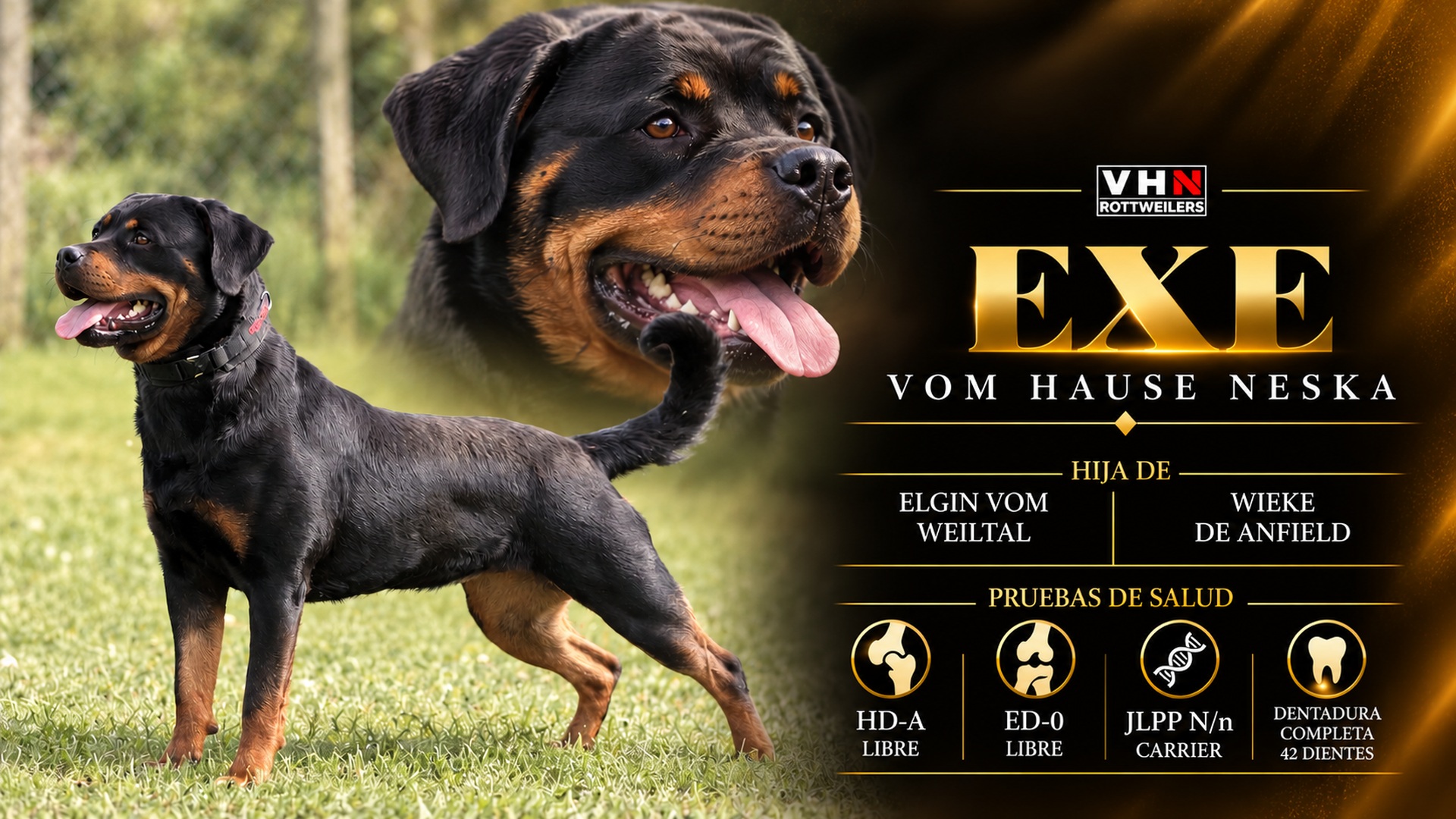 vhn-banner-exe.jpg